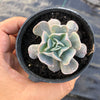Echeveria ‘Swan Lake’