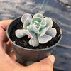 Echeveria ‘Swan Lake’