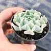 Echeveria pinwheel 'Revolution'