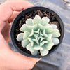 Echeveria pinwheel 'Revolution'
