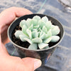 Echeveria pinwheel 'Revolution'