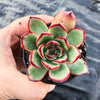 Echeveria 'Puli-lindsayana'