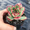 Echeveria 'Puli-lindsayana'