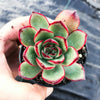 Echeveria 'Puli-lindsayana'