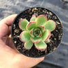 Echeveria 'Puli-lindsayana'