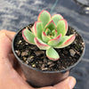 Echeveria 'Puli-lindsayana'