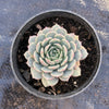 Echeveria pinwheel 'Tuxpan'