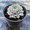 Echeveria pinwheel 'Tuxpan'
