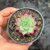 Echeveria 'Party Queen' - Korea Form