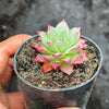 Echeveria 'Party Queen' - Korea Form