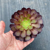 Aeonium 'Short Black' (1 x CUTTING)