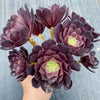 Aeonium 'Short Black' (1 x CUTTING)