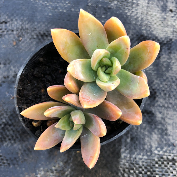 pat's pink succulent xSedeveria 'Pat's Pink' (2H) – LET LOVE GROW (Succulent & Cactus)