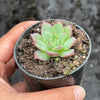 Echeveria 'Party Queen' - Korea Form