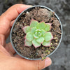 Echeveria 'Party Queen' - Korea Form