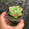 Echeveria 'Sara-Bonnie' | Korea Form