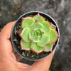 Echeveria 'Sara-Bonnie' | Korea Form