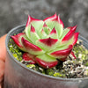 Echeveria 'Sara-Bonnie' | Korea Form