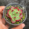 Echeveria 'Sara-Bonnie' | Korea Form