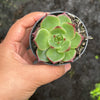 Echeveria 'Sara-Bonnie' | Korea Form