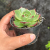 Echeveria 'Sara-Bonnie' | Korea Form
