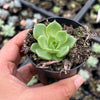 Echeveria 'Sara-Bonnie' | Korea Form
