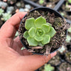 Echeveria 'Sara-Bonnie' | Korea Form