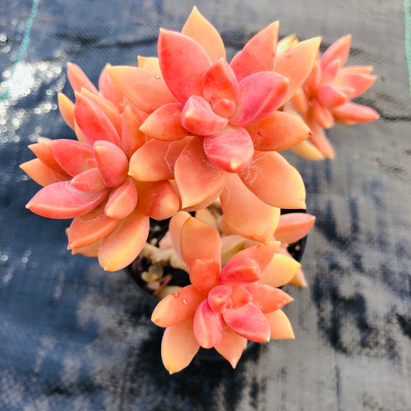 pat's pink succulent xSedeveria 'Pat's Pink' (2H) – LET LOVE GROW (Succulent & Cactus)