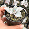 Echeveria Madiba (aka Echeveria Pink Lips)