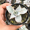 Echeveria Madiba (aka Echeveria Pink Lips)