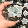 Echeveria Madiba (aka Echeveria Pink Lips)