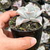 Echeveria Madiba (aka Echeveria Pink Lips)
