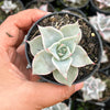 Echeveria Madiba (aka Echeveria Pink Lips)