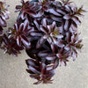 Sedum 'Dark Magic'