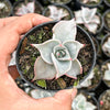 Echeveria Madiba (aka Echeveria Pink Lips)