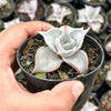 Echeveria Madiba (aka Echeveria Pink Lips)