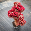 Sinocrassula Yunnanensis (Chinese Jade)