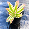 Crassula campfire variegated (has marks)