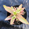 Crassula campfire variegated (has marks)