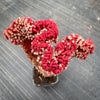 Sinocrassula Yunnanensis (Chinese Jade)
