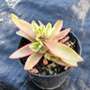 Crassula campfire variegated (has marks)