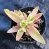 Crassula campfire variegated (has marks)