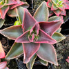 Echeveria racemosa forma. ballard