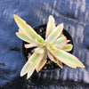 Crassula campfire variegated (has marks)