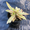 Crassula campfire variegated (has marks)