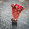 Sinocrassula Yunnanensis (Chinese Jade)