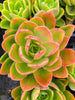 Echeveria 'Golden Glow'