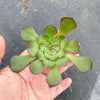 Aeonium 'Short Black' (1 x CUTTING)