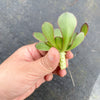 Aeonium 'Short Black' (1 x CUTTING)