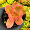 Echeveria 'Golden Glow'